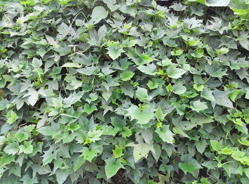 Cùng xem cách chi tiêu của đôi vợ chồng mới cưới ở giữa Hà Nội thu nhập 14 triệu nhưng tháng nào cũng để ra được 8 triệu-4