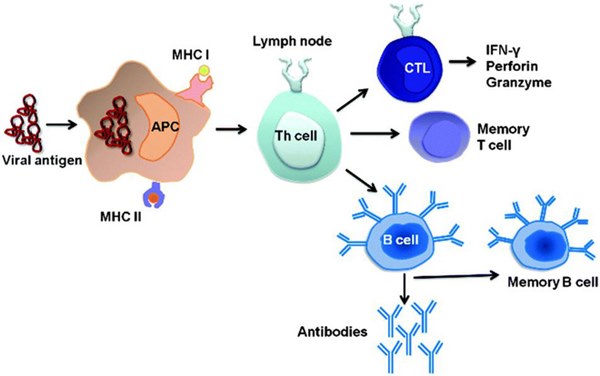 TS. Nguyễn Đức Thái: Vắc xin kháng thể Trung Quốc, độ tin cậy và niềm vui tới đâu?-2