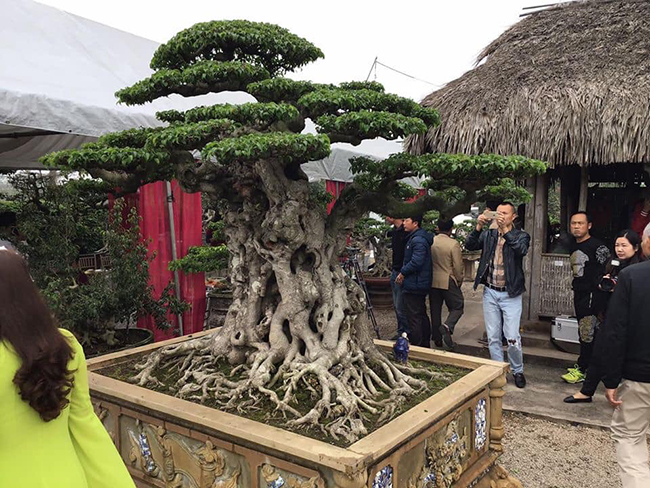 Bán cây sanh báu vật 16 tỷ, đại gia Hà Nội bật khóc vì nuối tiếc-4