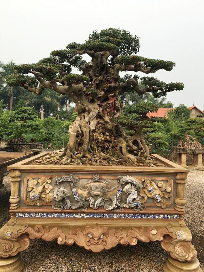 Bán cây sanh báu vật 16 tỷ, đại gia Hà Nội bật khóc vì nuối tiếc-7