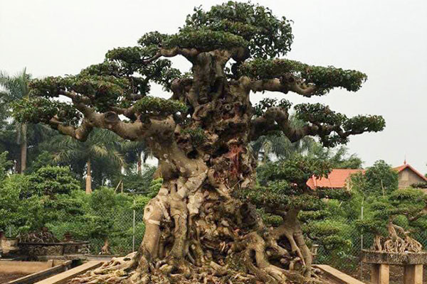 Hoa mắt trước khu vườn triệu đô của ông vua cây cảnh-16