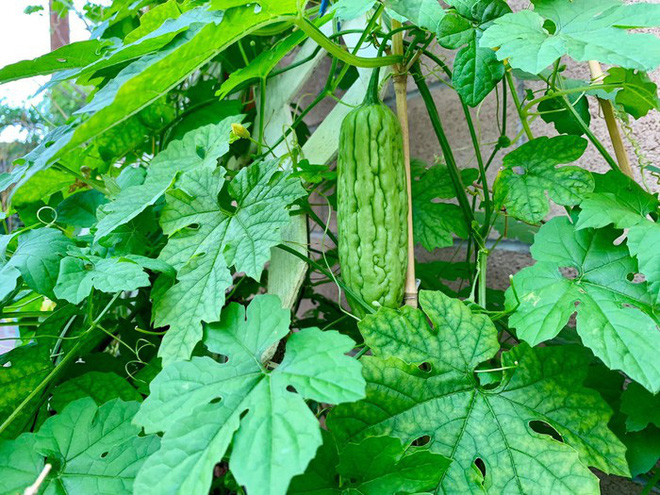 Cuộc sống của Phương Thảo - Ngọc Lễ sau 15 năm sang Mỹ định cư giờ ra sao?-5