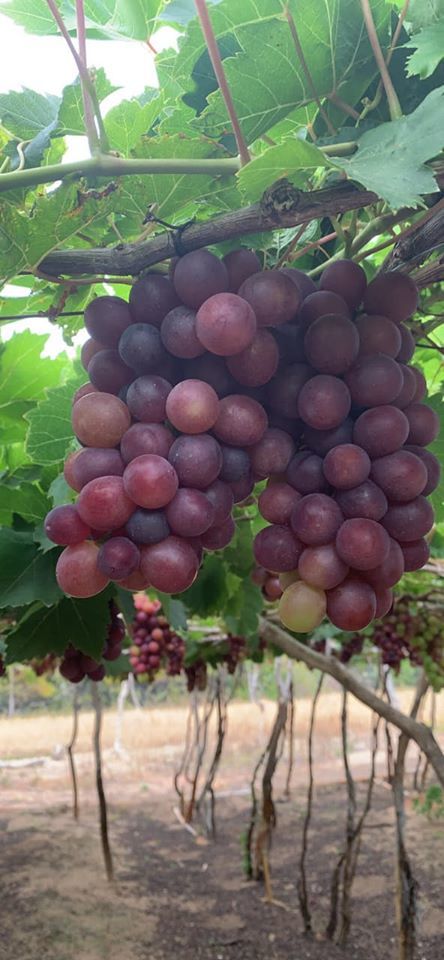 Nho đỏ Ninh Thuận 50.000 đồng/kg tràn chợ mạng: Tiểu thương chỉ cách nhận biết-1