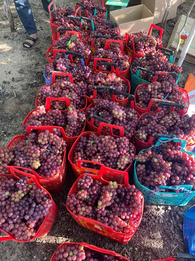 Nho đỏ Ninh Thuận 50.000 đồng/kg tràn chợ mạng: Tiểu thương chỉ cách nhận biết-2