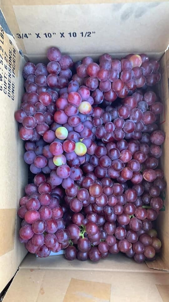 Nho đỏ Ninh Thuận 50.000 đồng/kg tràn chợ mạng: Tiểu thương chỉ cách nhận biết-3