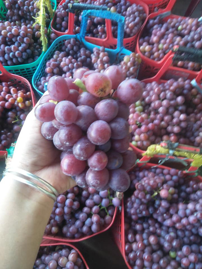 Nho đỏ Ninh Thuận 50.000 đồng/kg tràn chợ mạng: Tiểu thương chỉ cách nhận biết-4