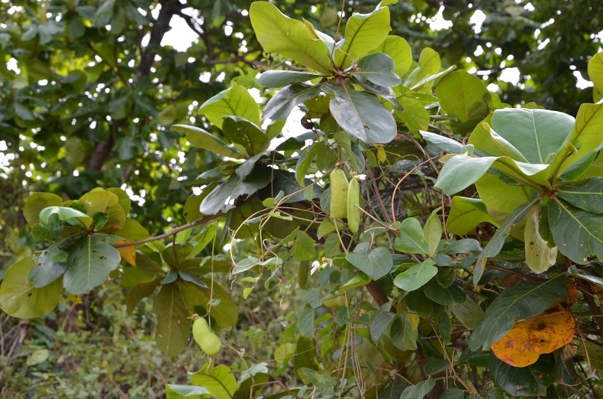 Mẹ mất, con khóc ngất trong nhà, họ hàng làm 120 mâm cỗ ngoài sân-1