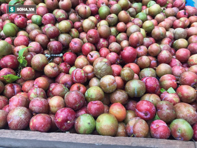 Kiếm tiền triệu mỗi ngày nhờ bán rong quả xanh đầu mùa-10