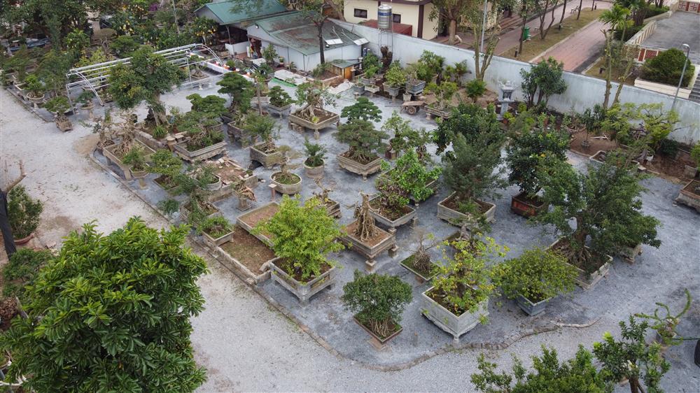 Hoa mắt trước khu vườn triệu đô của ông vua cây cảnh-2