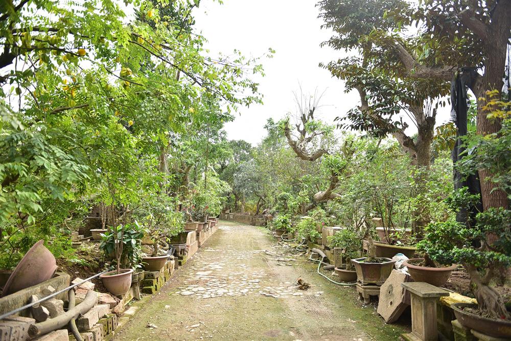 Hoa mắt trước khu vườn triệu đô của ông vua cây cảnh-3