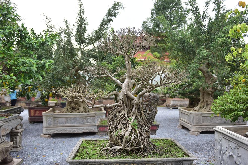 Hoa mắt trước khu vườn triệu đô của ông vua cây cảnh-10