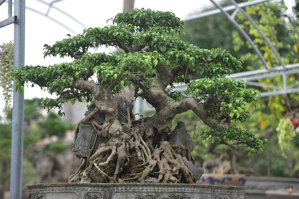 Hoa mắt trước khu vườn triệu đô của ông vua cây cảnh-13