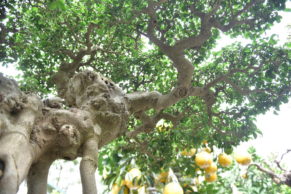 Hoa mắt trước khu vườn triệu đô của ông vua cây cảnh-4