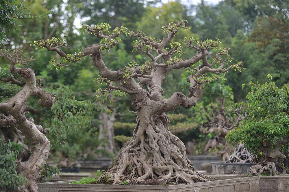 Hoa mắt trước khu vườn triệu đô của ông vua cây cảnh-5