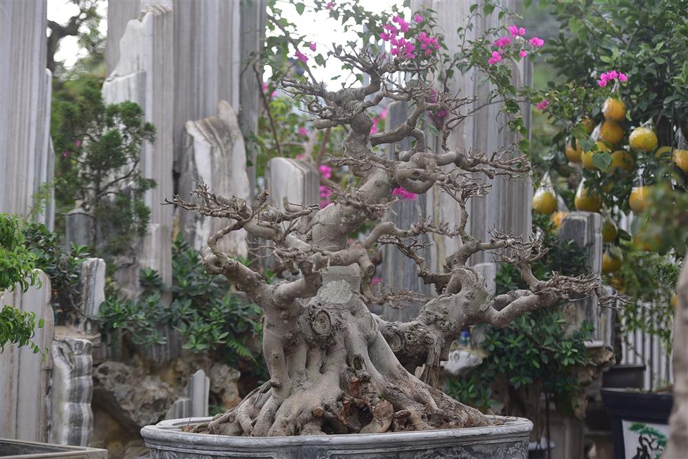 Hoa mắt trước khu vườn triệu đô của ông vua cây cảnh-6