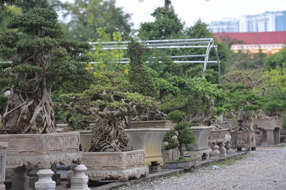 Hoa mắt trước khu vườn triệu đô của ông vua cây cảnh-7