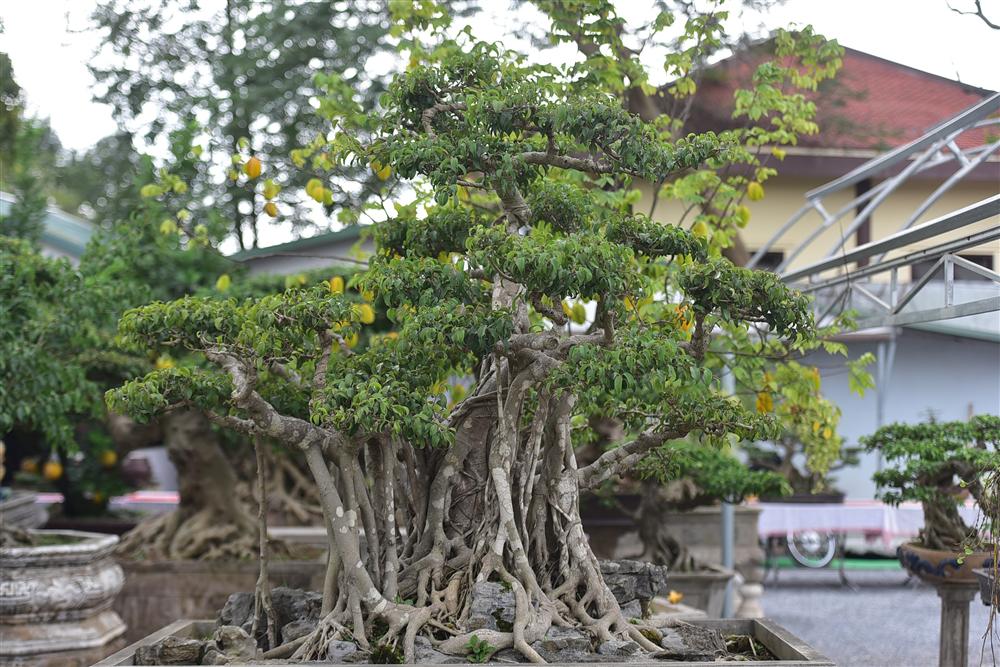 Hoa mắt trước khu vườn triệu đô của ông vua cây cảnh-9