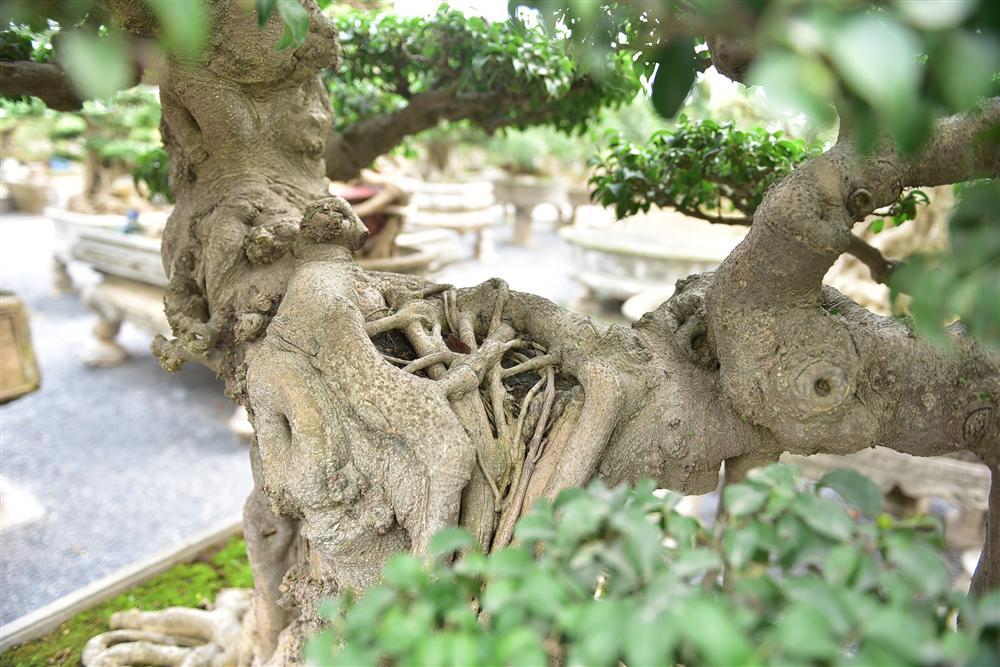 Hoa mắt trước khu vườn triệu đô của ông vua cây cảnh-14