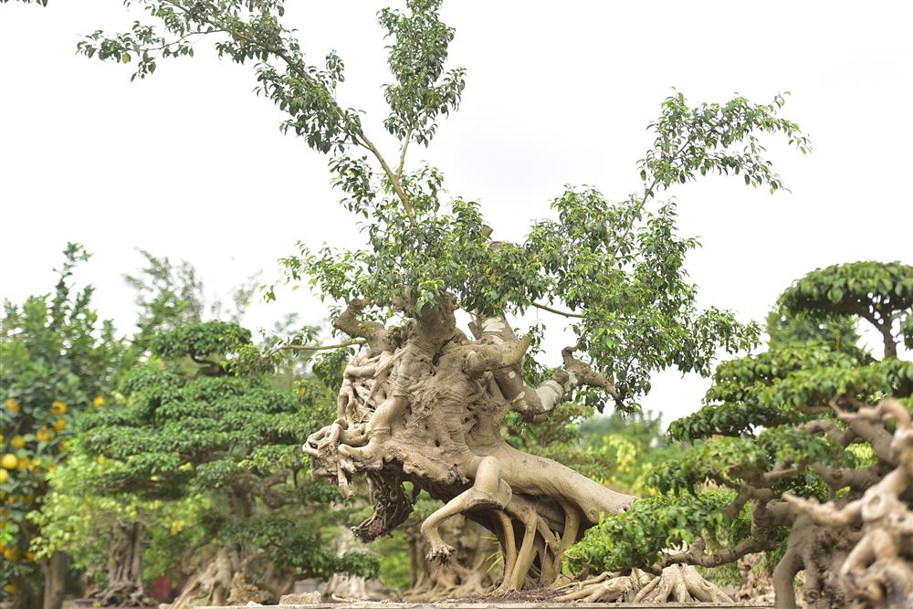 Hoa mắt trước khu vườn triệu đô của ông vua cây cảnh-12