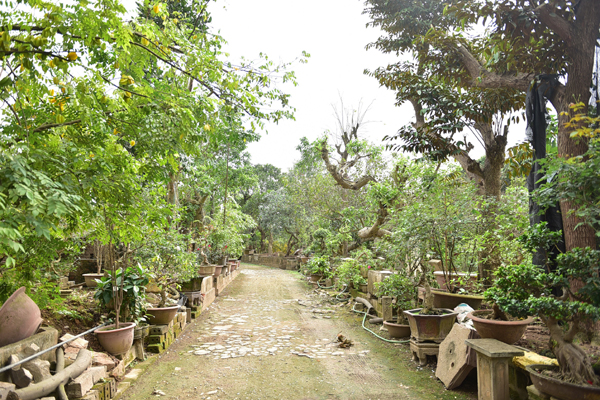 Đầu tư 10 tỷ chơi cây cảnh, đại gia Hà Nội có khối tài sản siêu khủng-18