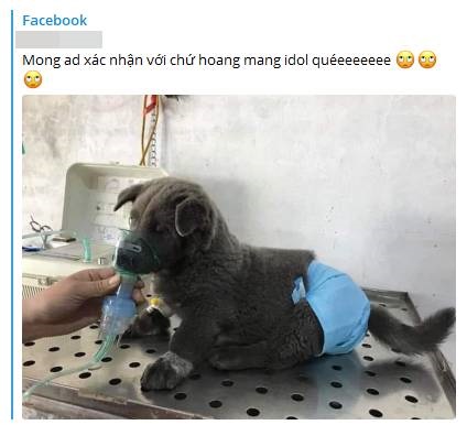 Toàn dân shock nặng với hình ảnh Hot cún đẳng cấp toàn cầu Nguyễn Văn Dúi phải thở oxy, bị đồn ốm nặng khó qua khỏi và sự thật được người chủ chia sẻ là gì?-1