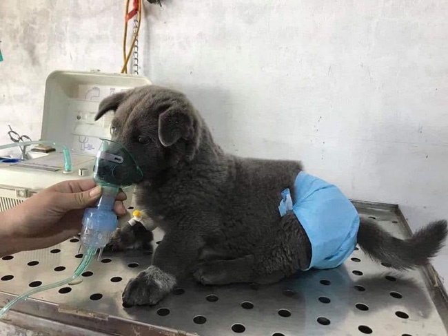 Toàn dân shock nặng với hình ảnh Hot cún đẳng cấp toàn cầu Nguyễn Văn Dúi phải thở oxy, bị đồn ốm nặng khó qua khỏi và sự thật được người chủ chia sẻ là gì?-3