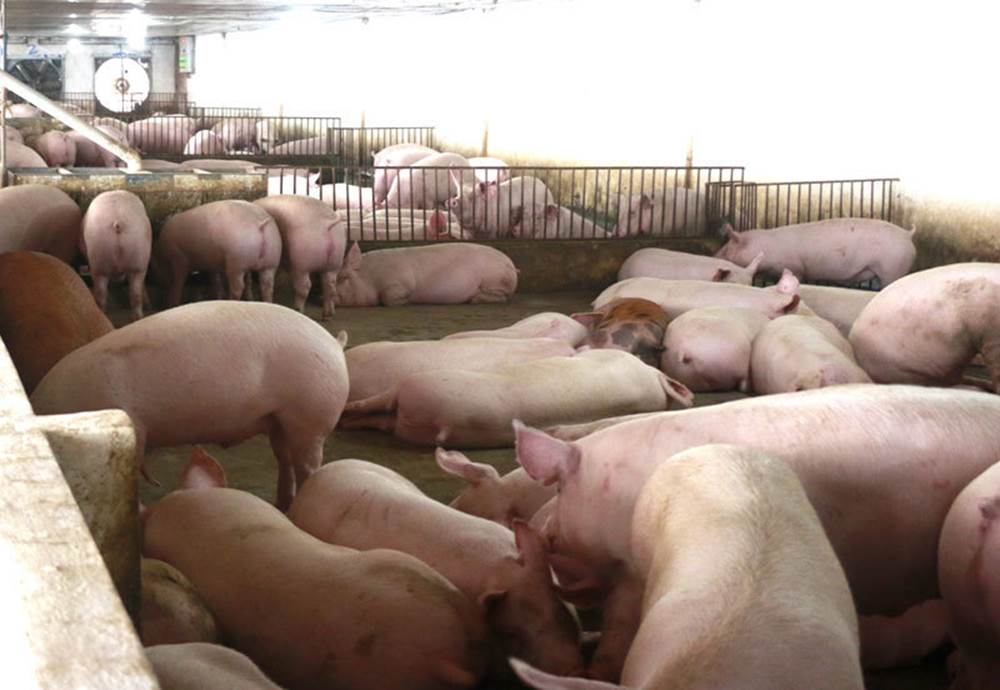 Giá thịt lợn bất ngờ tăng mạnh, trên đà chiếm đỉnh kỷ lục-1