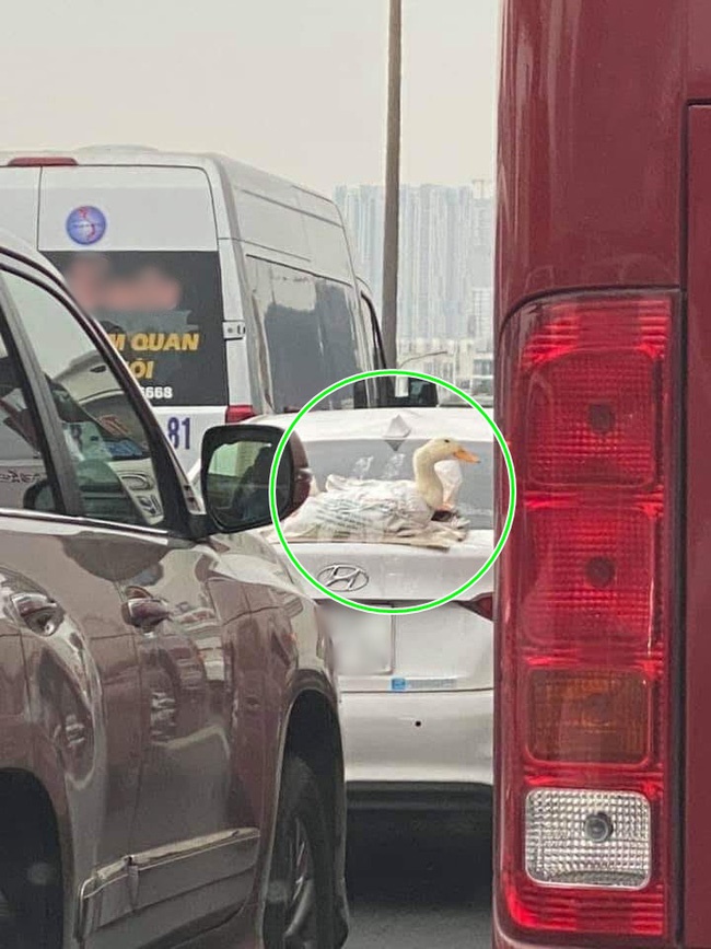 Đi chợ kiểu nhà giàu”: Dán vịt lên đuôi xe bằng băng dính chở bát phố Hà Nội, thà để mọi người nhìn nhất định không cho vào trong-2