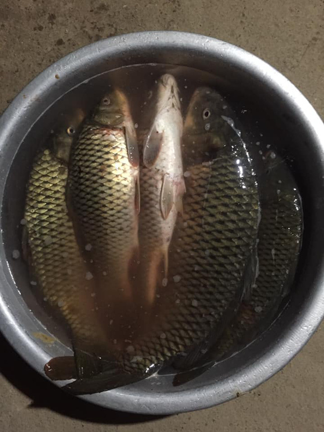 Bà chị chợ đầu mối tiết lộ bí mật cá chép nuôi gắn mác cá sông bán khắp chợ-2