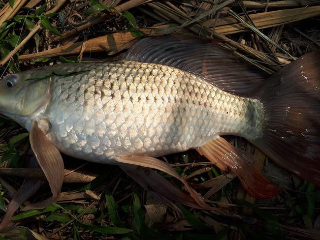 Bà chị chợ đầu mối tiết lộ bí mật cá chép nuôi gắn mác cá sông bán khắp chợ-3