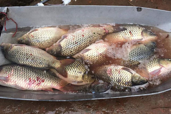 Cá chép giòn rao bán với giá siêu rẻ”, chỉ từ 45 nghìn đồng/kg, nguồn gốc ở đâu?-4