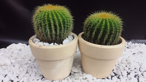 Những cây cảnh dù đẹp đến đâu cũng không nên đặt trong nhà-1