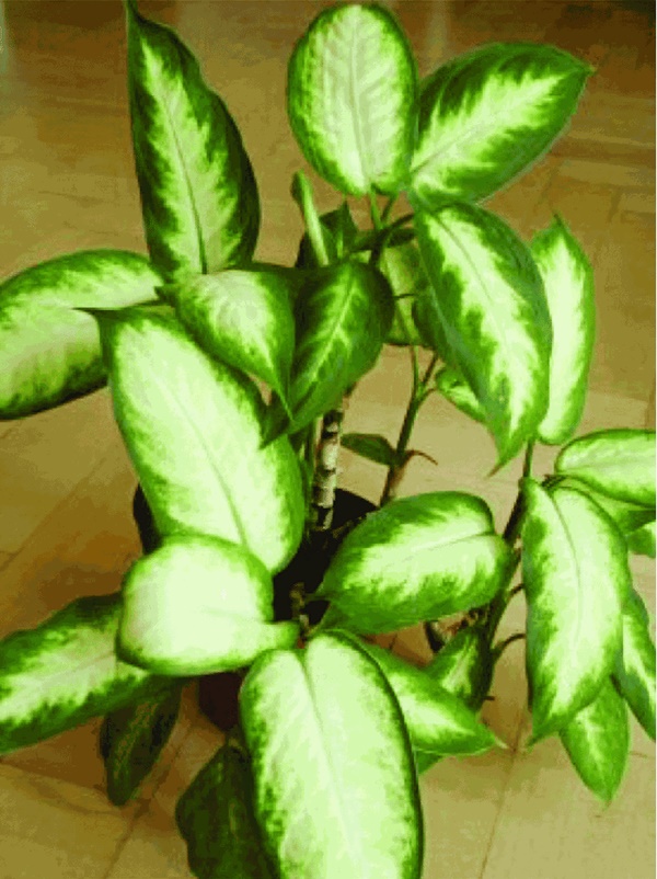 Những cây cảnh dù đẹp đến đâu cũng không nên đặt trong nhà-2