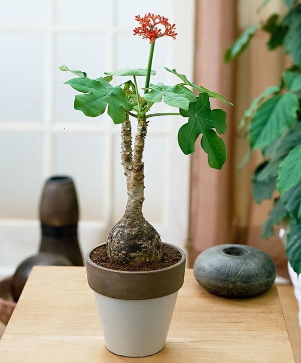 Những cây cảnh dù đẹp đến đâu cũng không nên đặt trong nhà-4