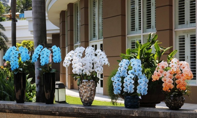 Bỏng tay với lan hồ điệp nhuộm màu độc, 1,2 triệu đồng/cành-3