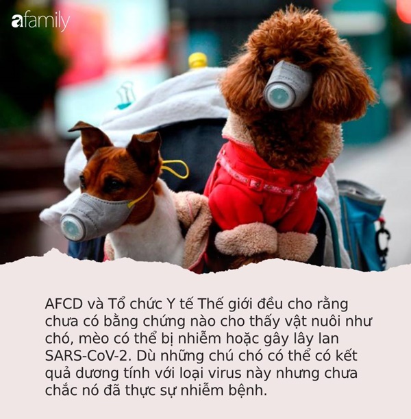 Chó có thật sự nhiễm SARS-CoV-2 và có khả năng lây sang người hay không? Tiết lộ từ chuyên gia sẽ khiến bạn phải ngạc nhiên!-1