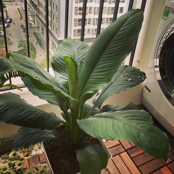 Khám phá không gian bên trong căn hộ hơn 3 tỉ của MC Thái Dũng-16