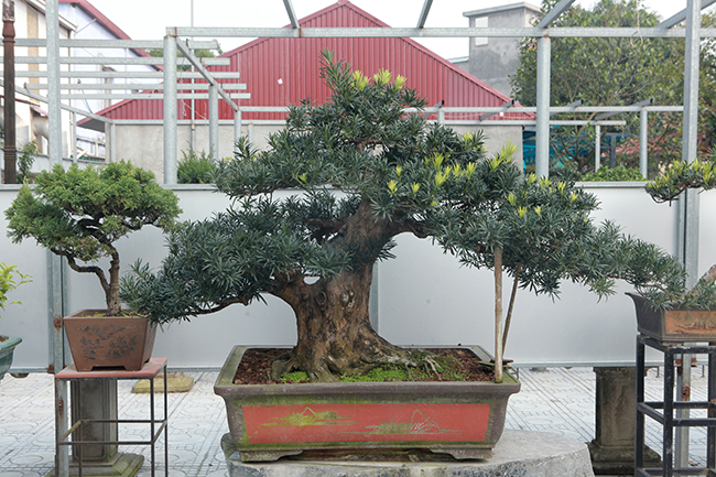 Đầu tư 10 tỷ chơi cây cảnh, đại gia Hà Nội có khối tài sản siêu khủng-10