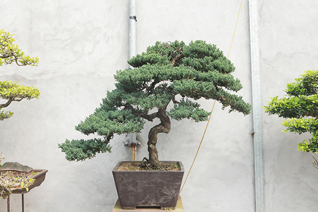 Đầu tư 10 tỷ chơi cây cảnh, đại gia Hà Nội có khối tài sản siêu khủng-11