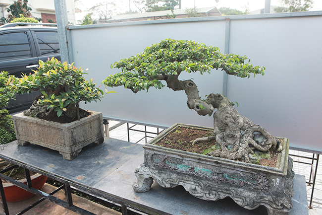 Đầu tư 10 tỷ chơi cây cảnh, đại gia Hà Nội có khối tài sản siêu khủng-12