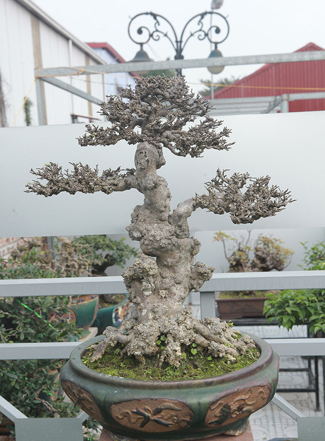 Đầu tư 10 tỷ chơi cây cảnh, đại gia Hà Nội có khối tài sản siêu khủng-13