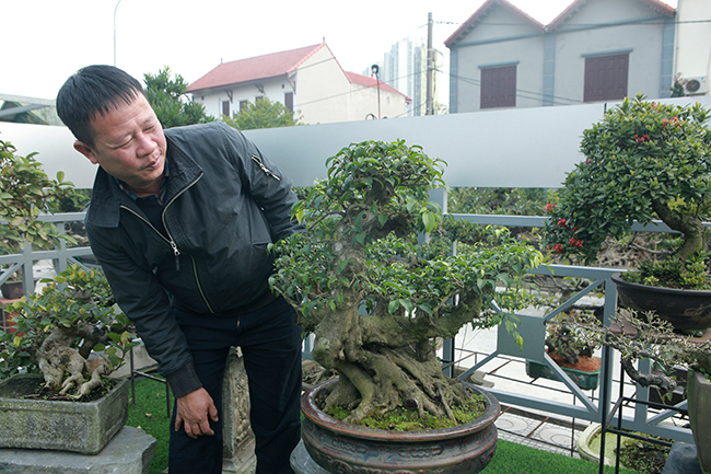 Đầu tư 10 tỷ chơi cây cảnh, đại gia Hà Nội có khối tài sản siêu khủng-15