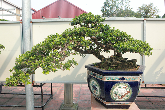 Đầu tư 10 tỷ chơi cây cảnh, đại gia Hà Nội có khối tài sản siêu khủng-16