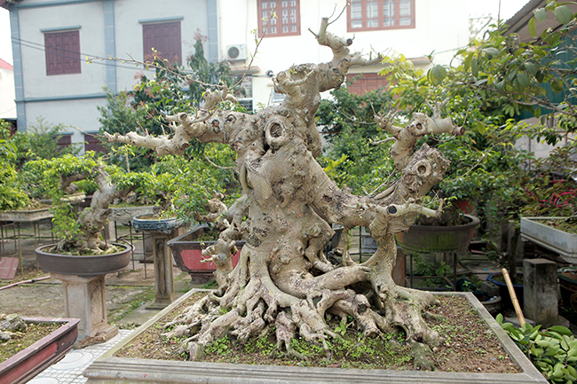 Đầu tư 10 tỷ chơi cây cảnh, đại gia Hà Nội có khối tài sản siêu khủng-17