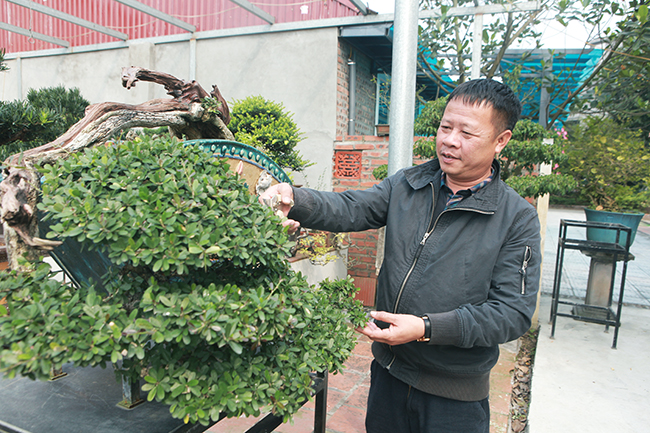 Đầu tư 10 tỷ chơi cây cảnh, đại gia Hà Nội có khối tài sản siêu khủng-2