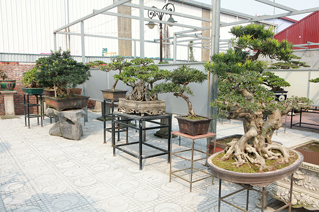 Đầu tư 10 tỷ chơi cây cảnh, đại gia Hà Nội có khối tài sản siêu khủng-3