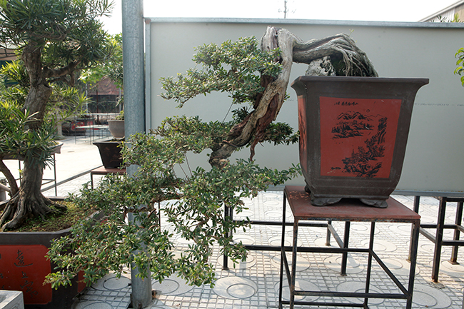 Đầu tư 10 tỷ chơi cây cảnh, đại gia Hà Nội có khối tài sản siêu khủng-6