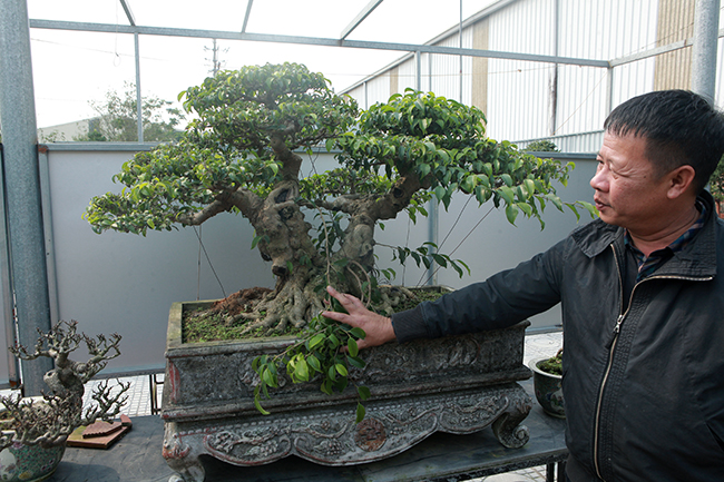 Đầu tư 10 tỷ chơi cây cảnh, đại gia Hà Nội có khối tài sản siêu khủng-8