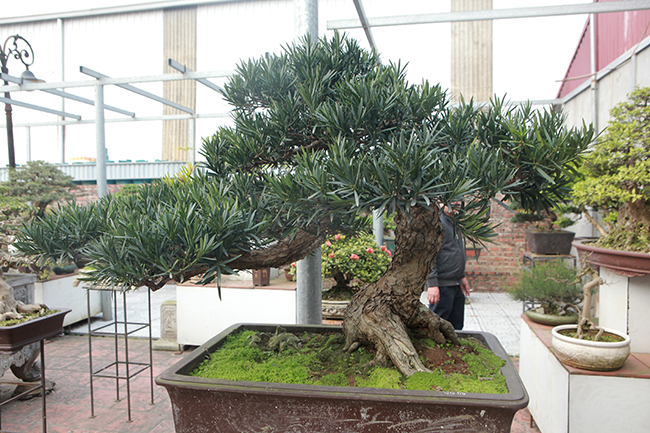 Đầu tư 10 tỷ chơi cây cảnh, đại gia Hà Nội có khối tài sản siêu khủng-9