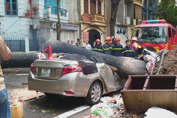 Cây phượng bật gốc đè nhiều học sinh ở TP.HCM, một em tử vong-2